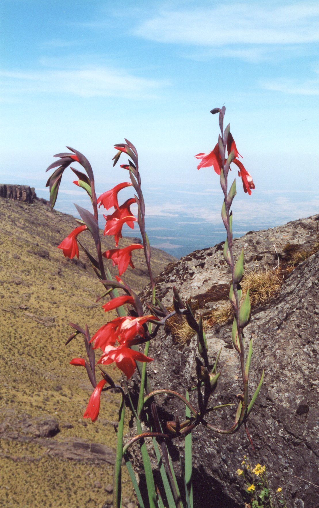 This tall succulent plant lives at about 3,900 m. on East African mountains. It surprisingly thrives in the extreme daily temperature fluctuation of nearly 20 C, below freezing most nights.